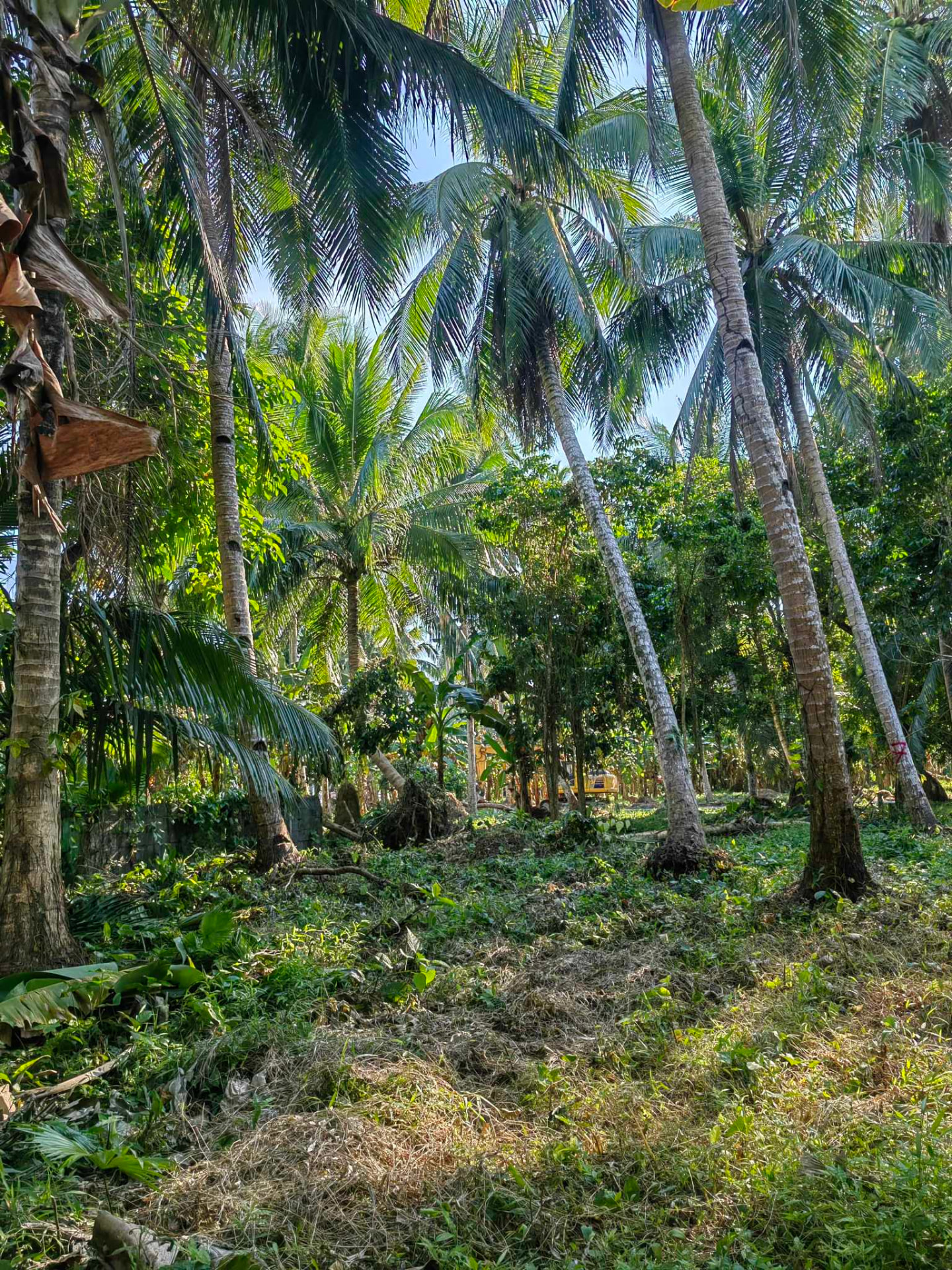 Cleared farm land under tall coconut trees at Verdant Farm, Pola, Oriental Mindoro