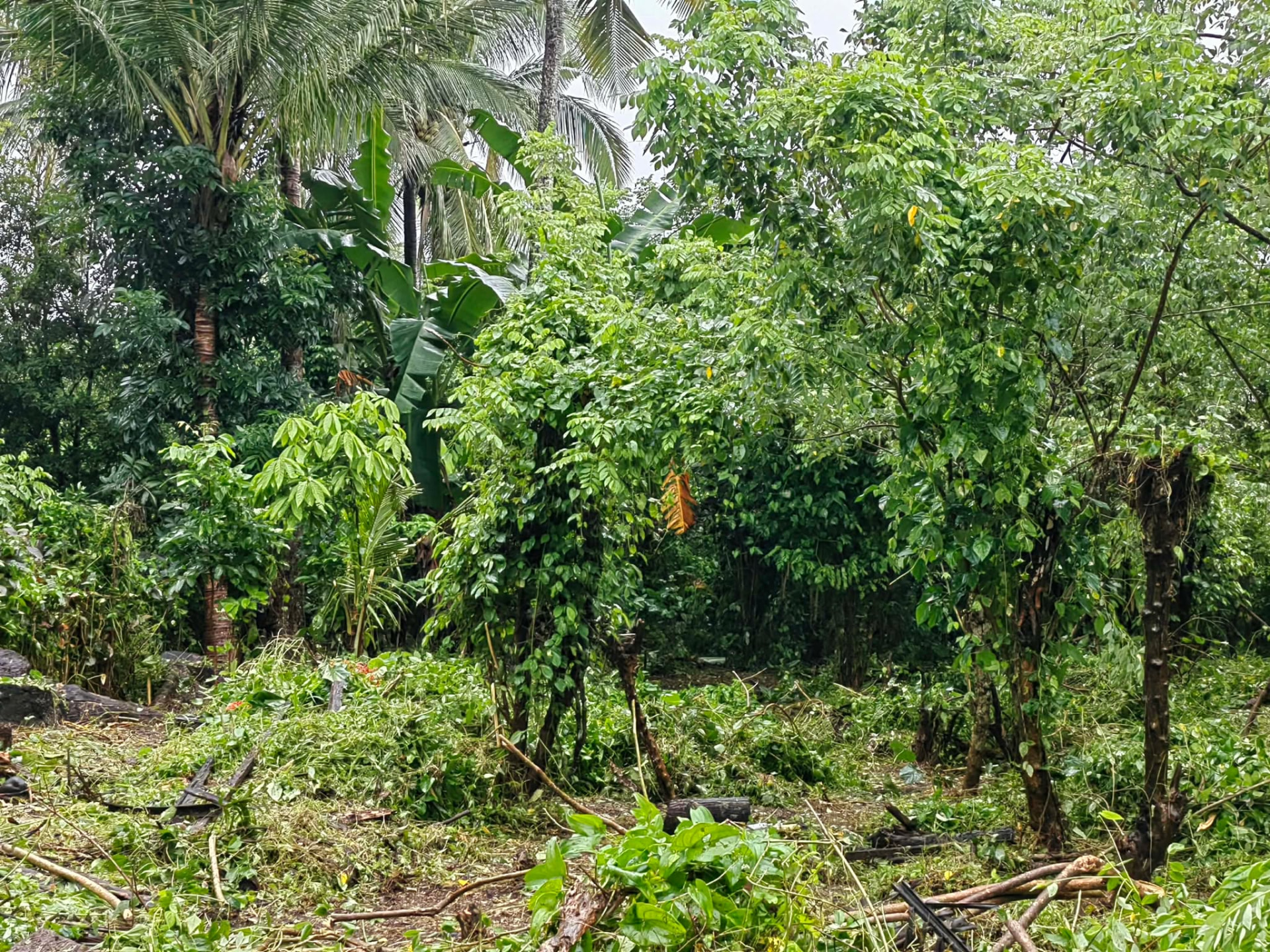 Fruit-bearing trees and coconut palms at Solace Farm
