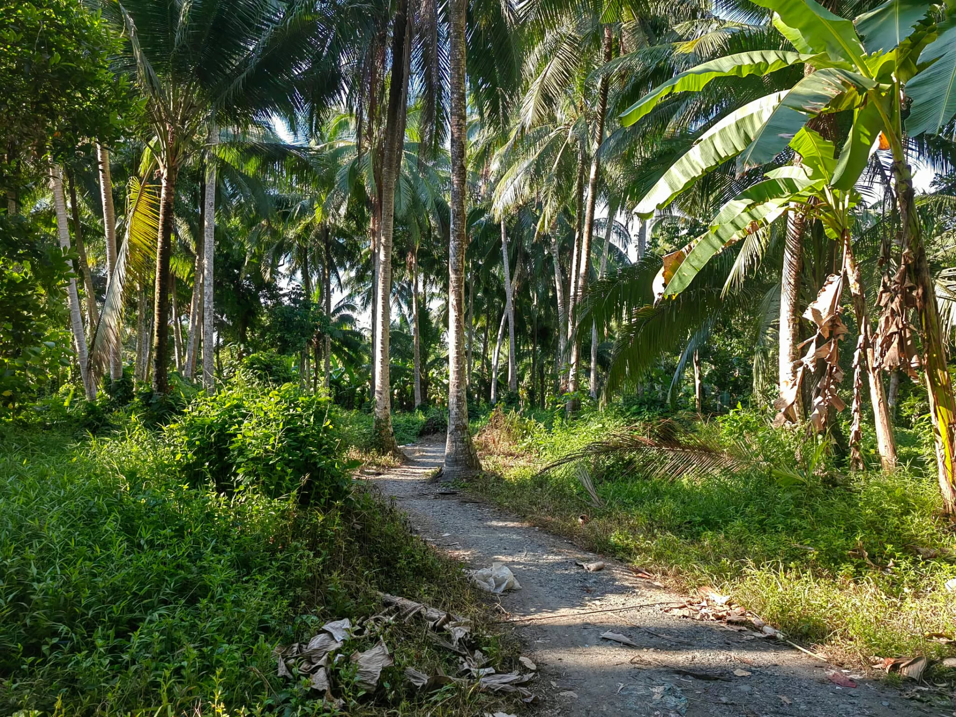 Shaded coconut grove pathway at Verdant Farm, Pola, Oriental Mindoro
