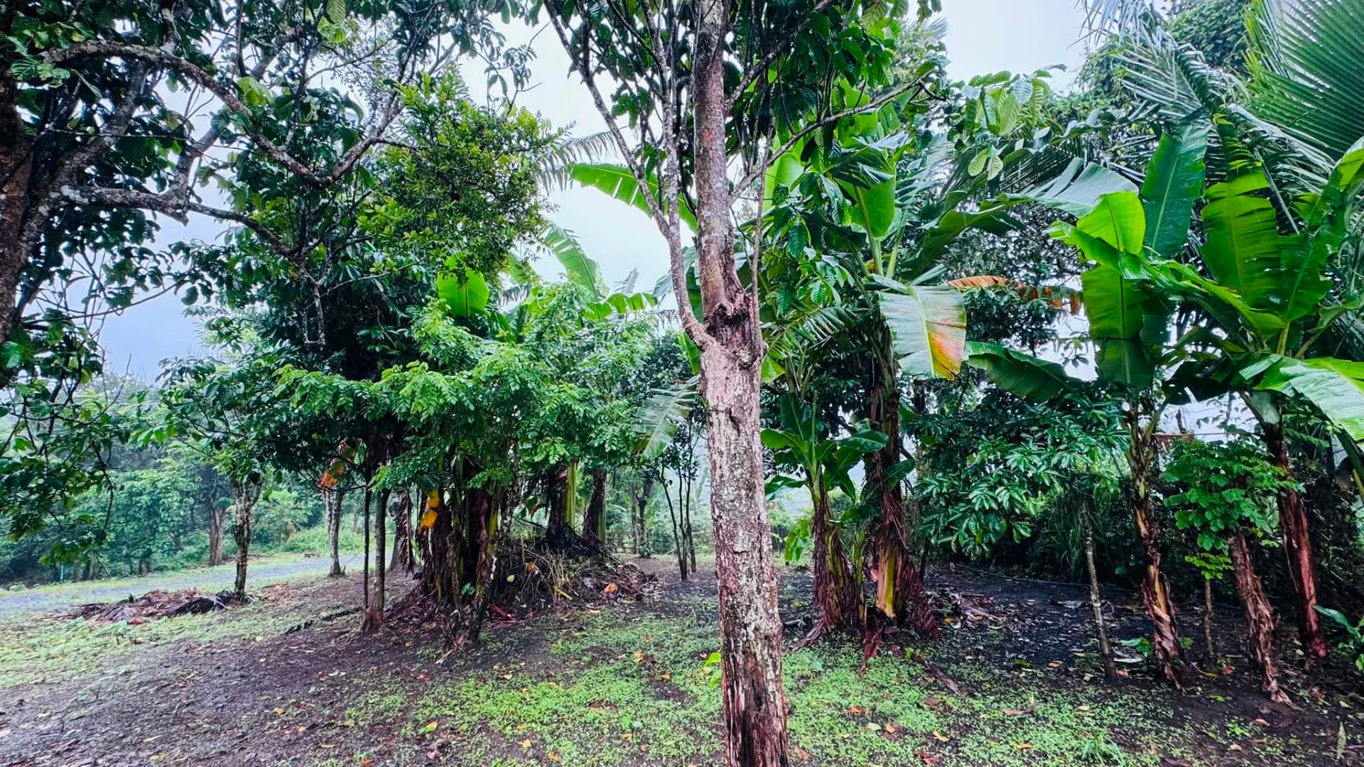 Banana and fruit-bearing trees inside Serene Farm