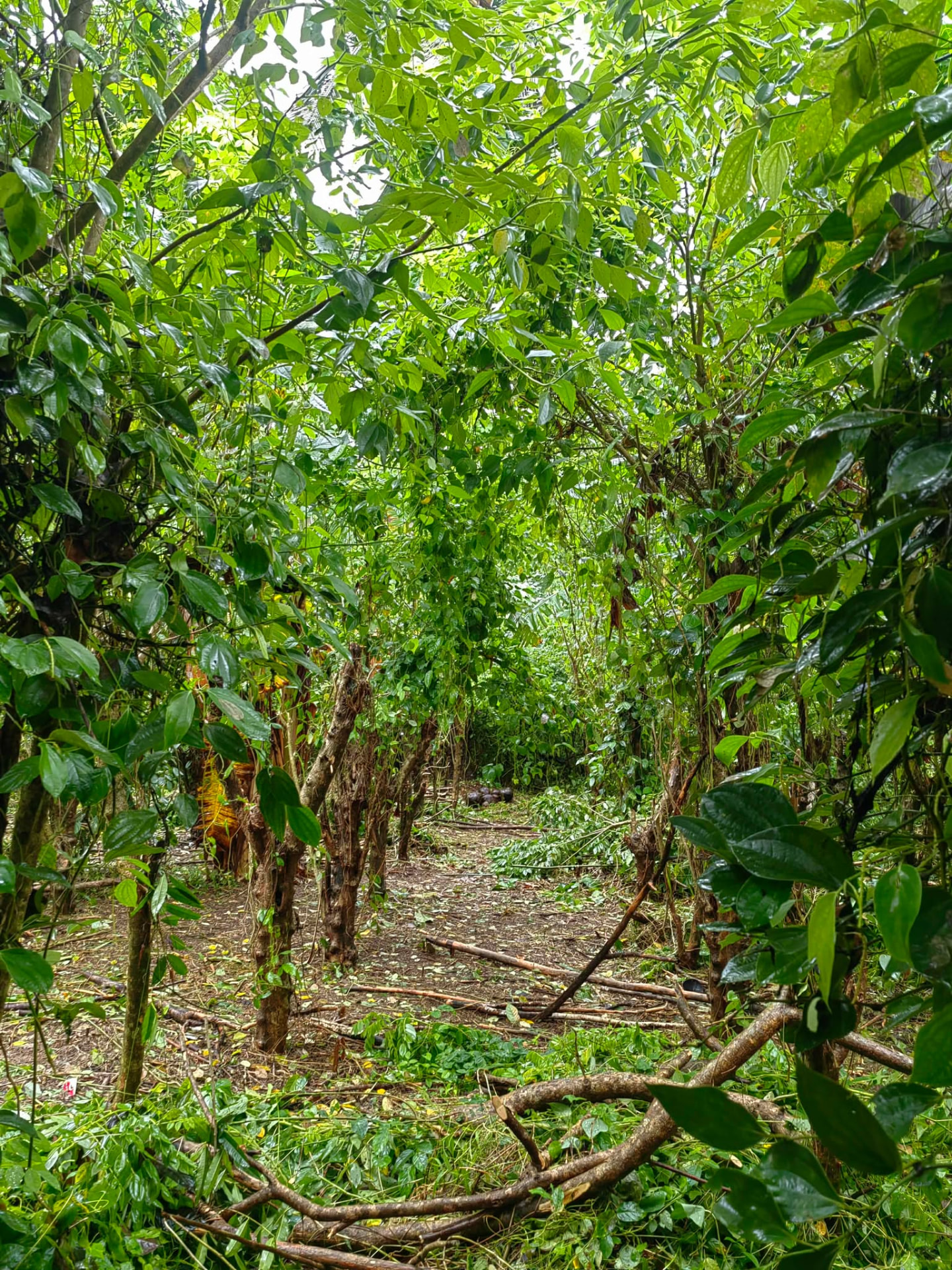 Lush greenery inside Solace Farm, Alfonso, Cavite