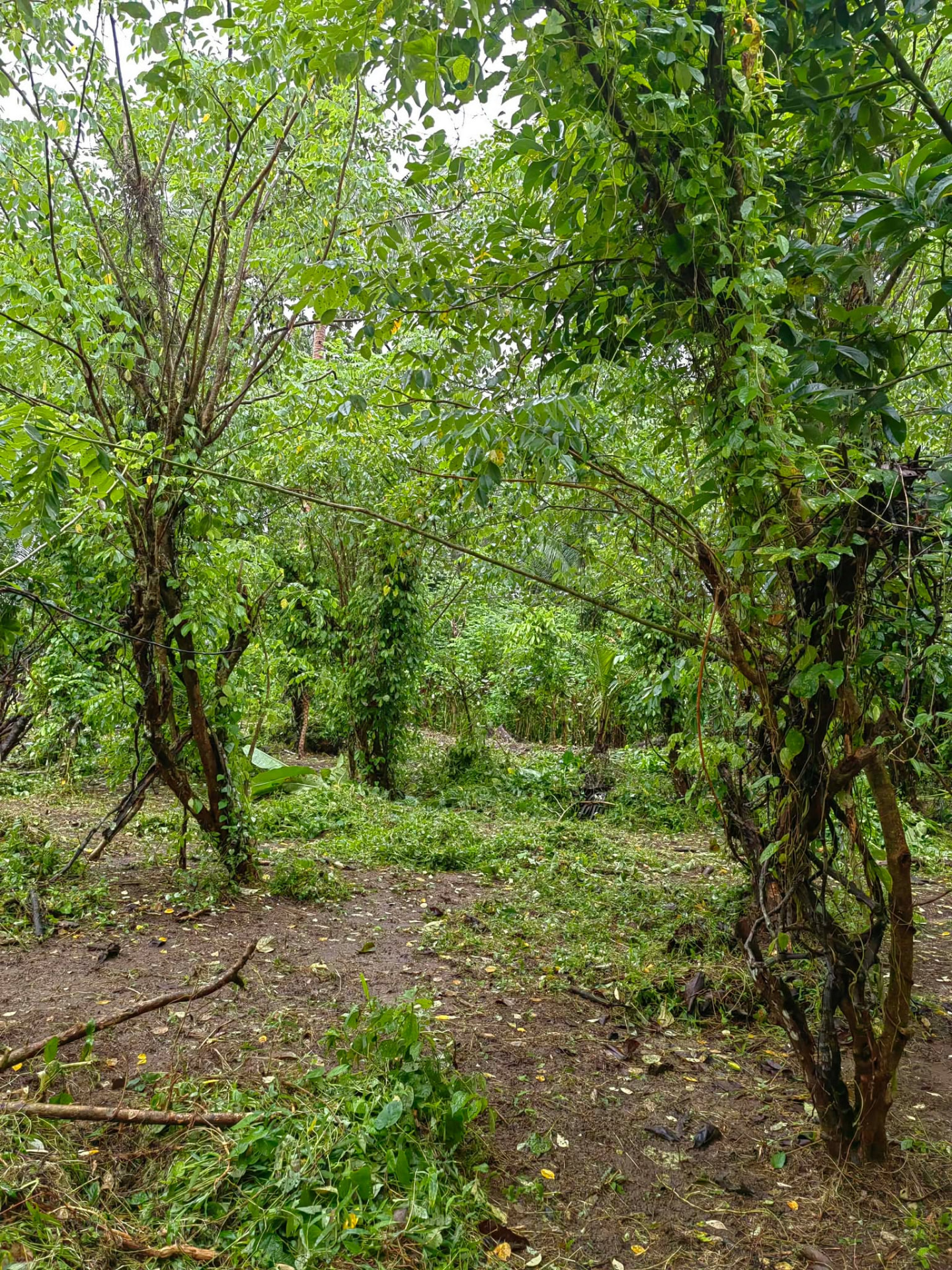 Cleared pathway among the trees at Solace Farm