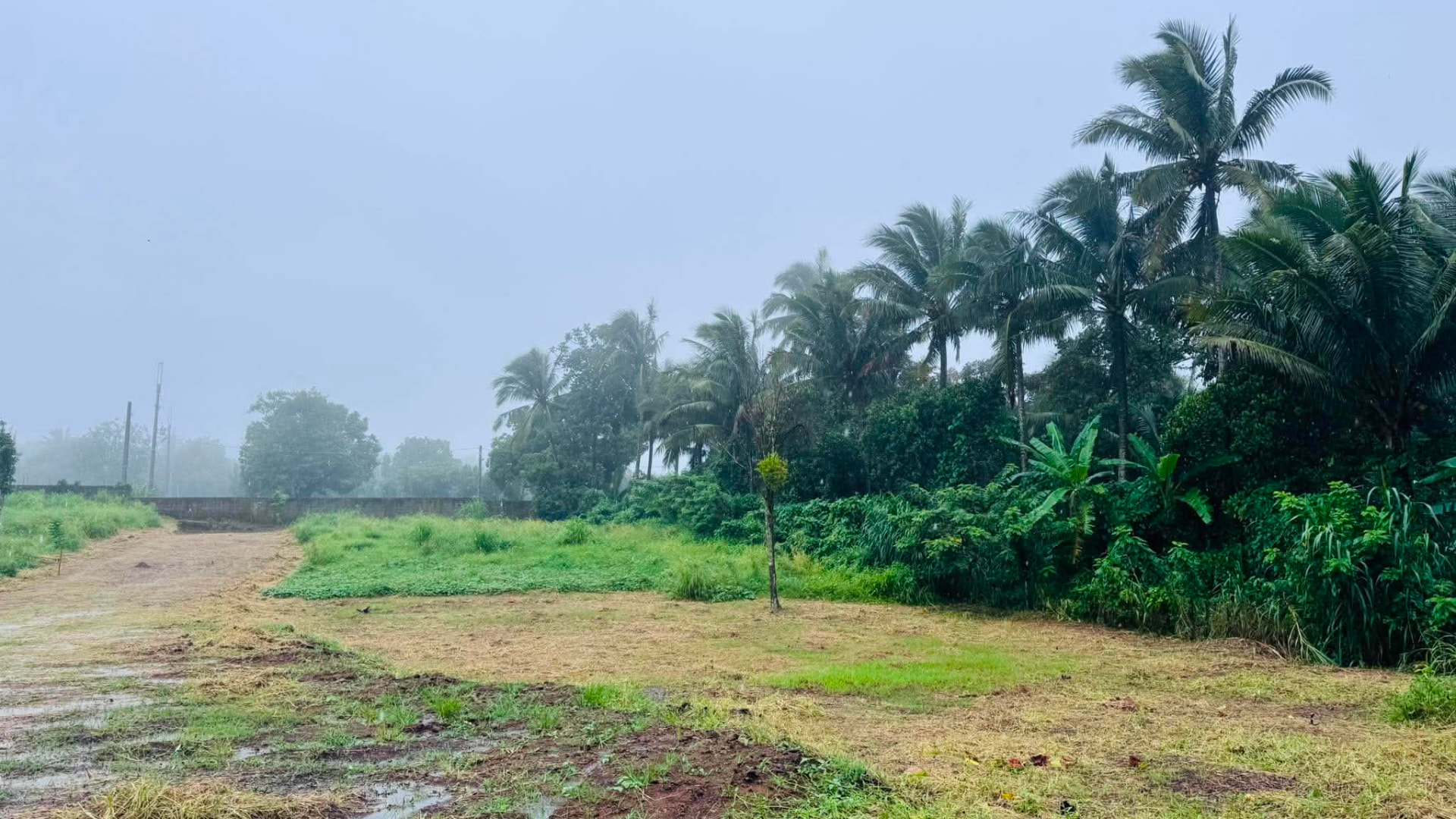 Cleared farm lot with coconut palms at Pristine Farm, Mangas 2, Alfonso, Cavite