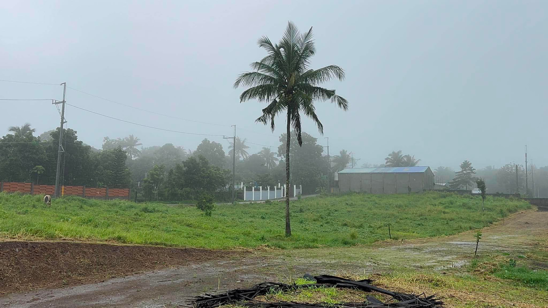 Lone coconut tree on the Pristine Farm lot, Mangas 2, Alfonso, Cavite