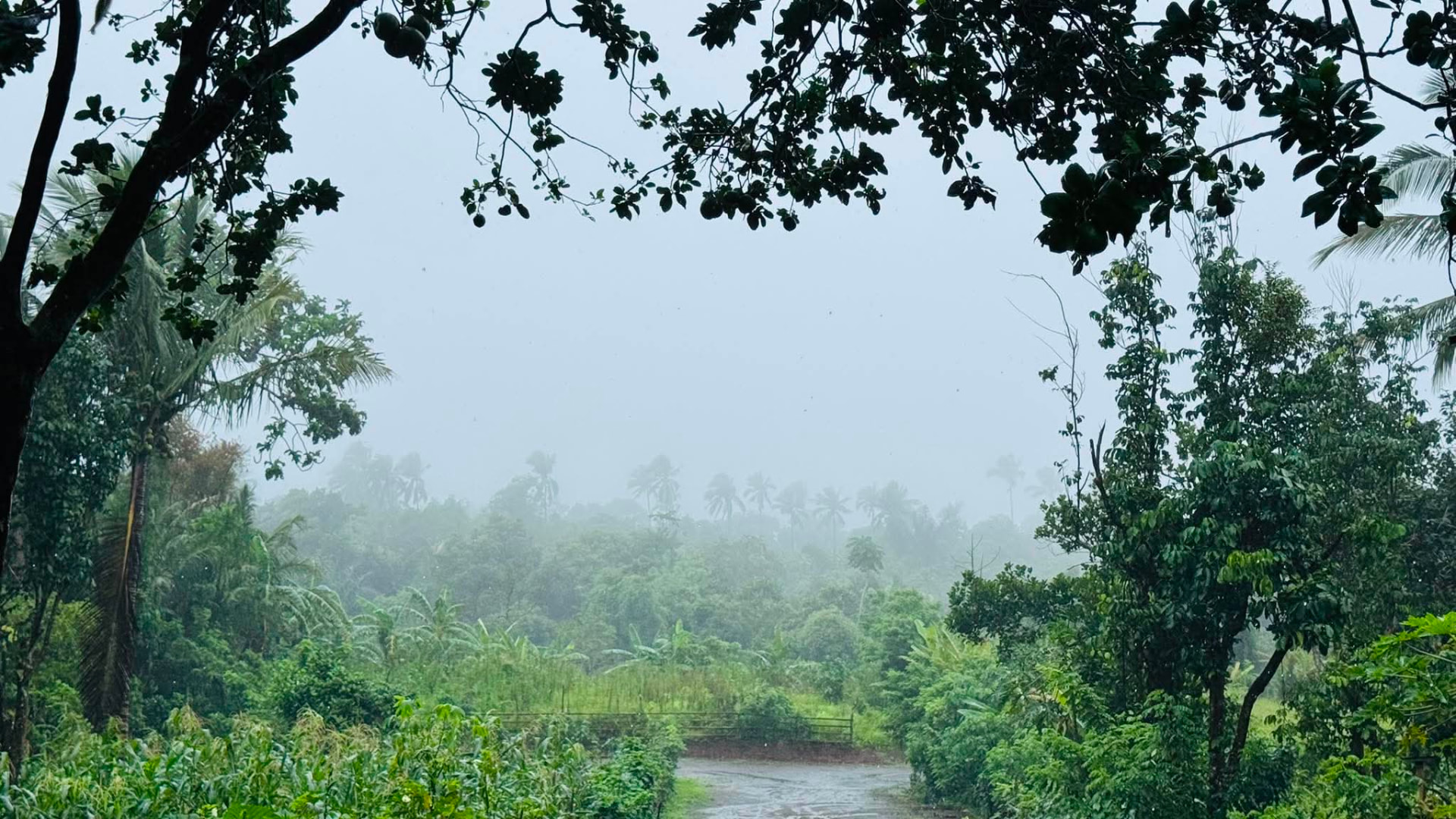 Misty view over the greenery at Serene Farm, Mangas, Alfonso, Cavite