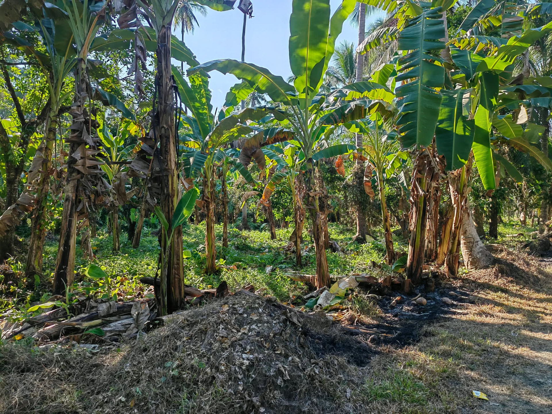 Banana and coconut plantings across the lots at Verdant Farm, Pola, Oriental Mindoro