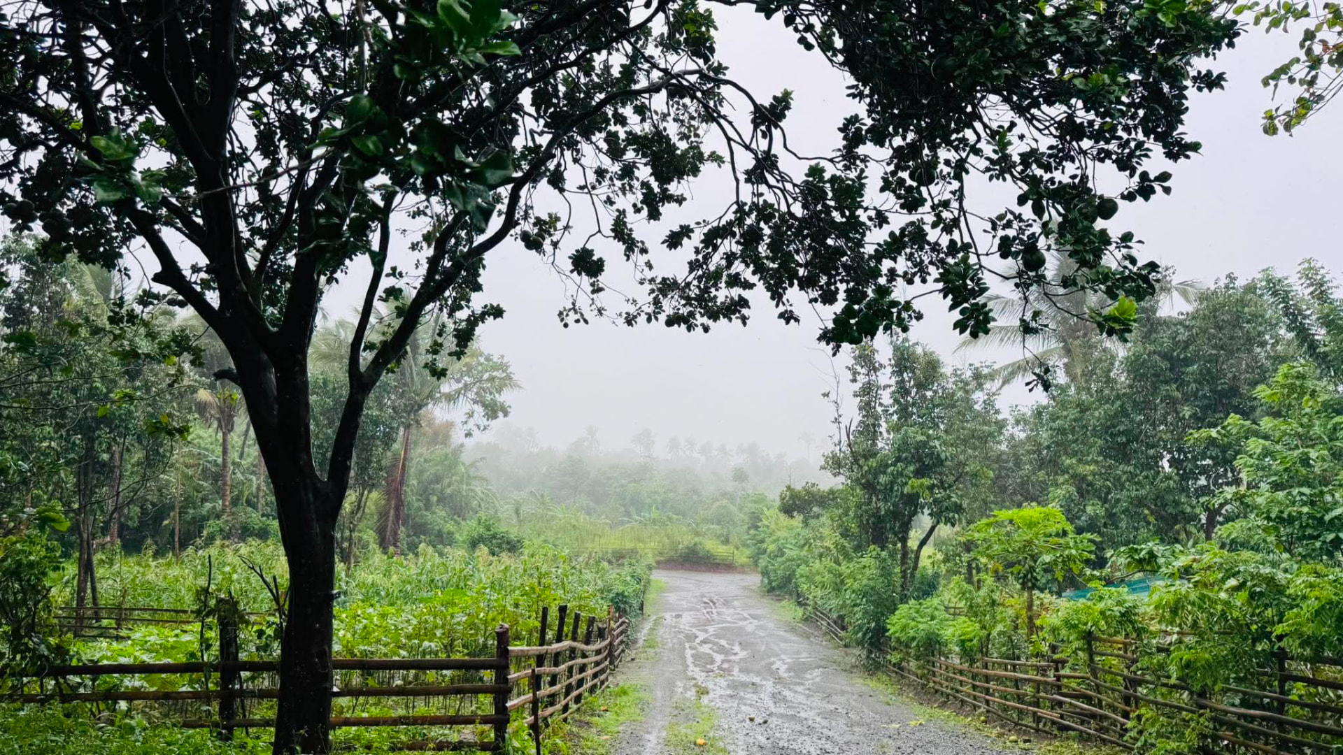 Tree-lined access road at Serene Farm, Mangas, Alfonso, Cavite