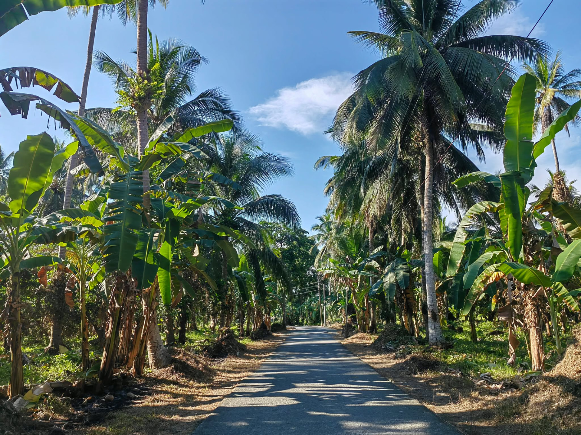 Palm-lined concrete access road at Verdant Farm, Brgy. Malibago, Pola, Oriental Mindoro