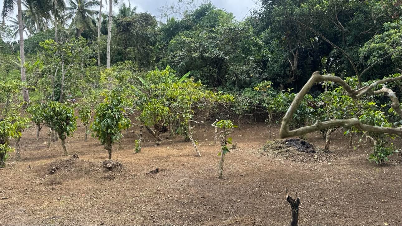 Fruit-bearing trees planted across Hillsview Farm, Sulsugin, Alfonso, Cavite